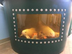 Fish Windows Near Me – Your Aquatic Oasis Awaits