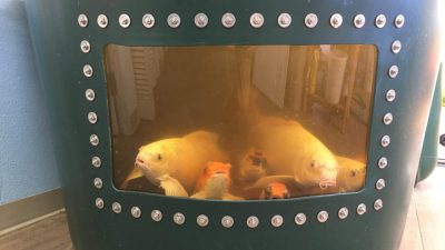 Fish windows near me