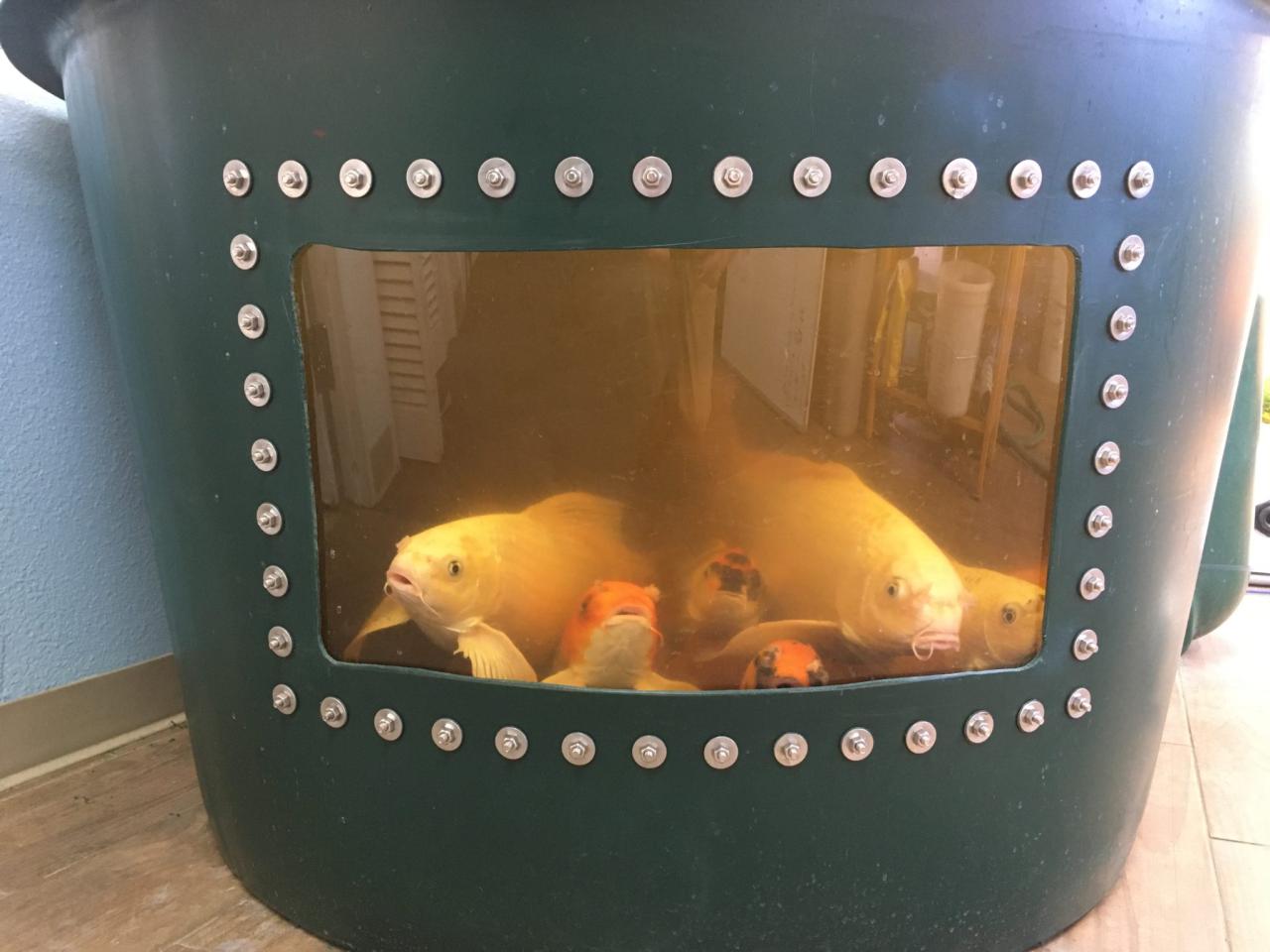 Fish windows near me