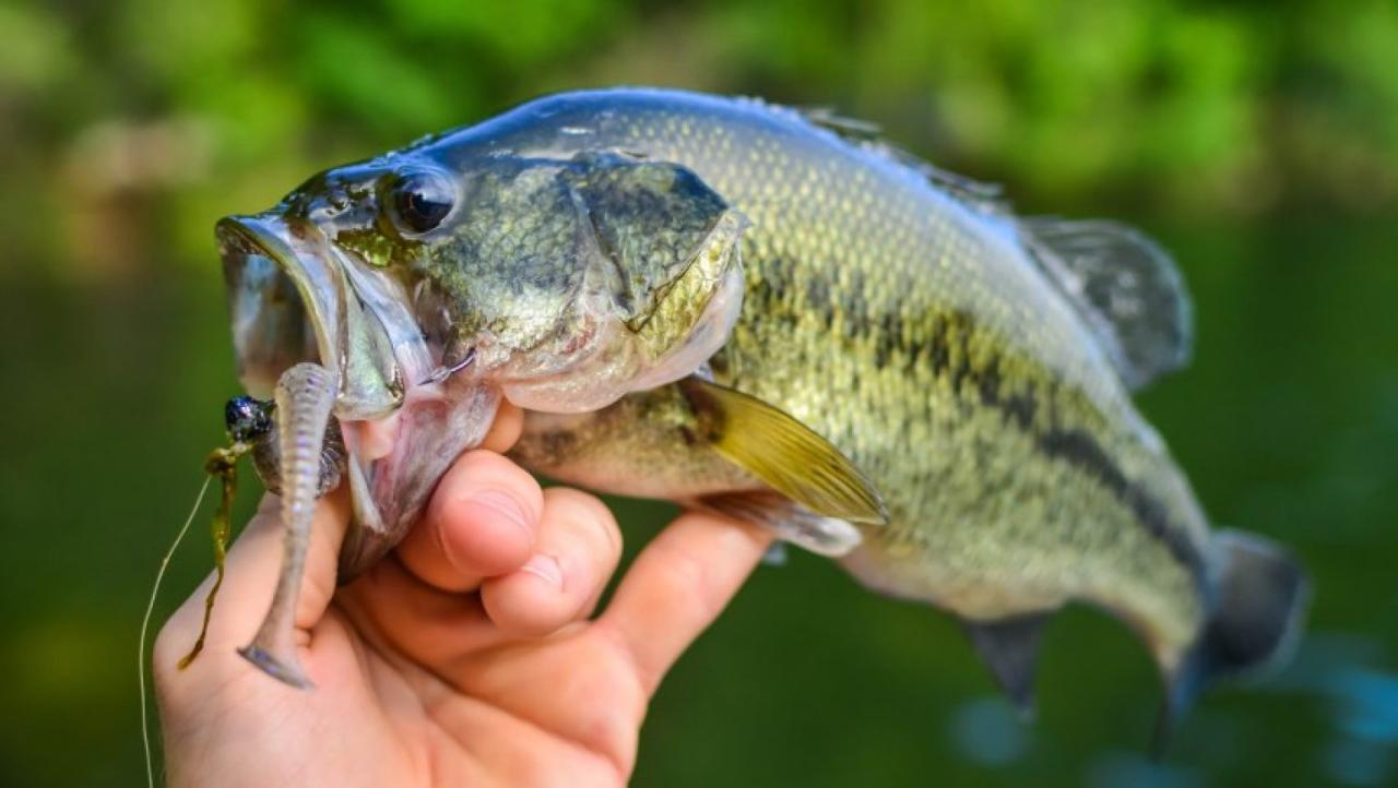 Fish and wildlife near me