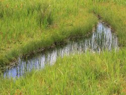 Lawn Care Pflugerville Expert Services