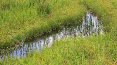 Lawn Care Pflugerville Expert Services