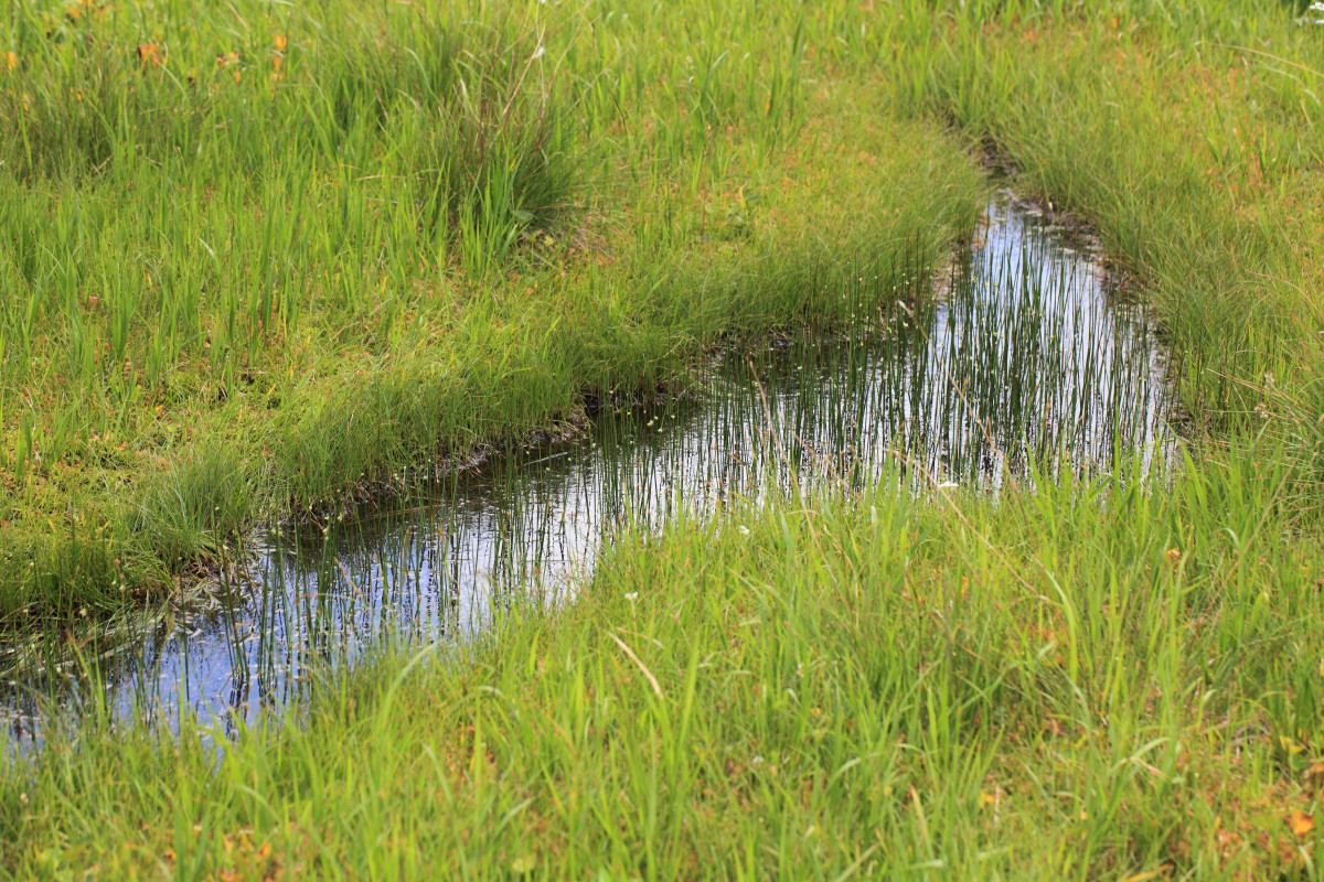 Free Images : water, swamp, field, meadow, prairie, flower, reflection ... Free Images : water, swamp, field, meadow, prairie, flower, reflection ...