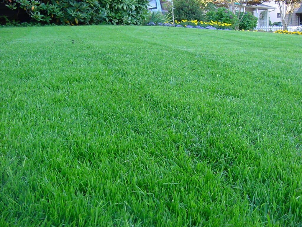 How To Find Quality Lawn Care Near Me | Distinct Lawns