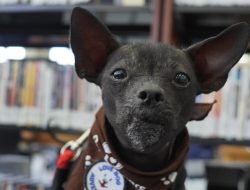 Unlock Machine Learning Mastery with CSN Book