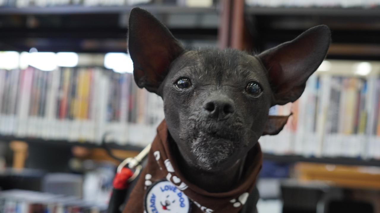 CSN libraries provide valuable resources for students CSN libraries provide valuable resources for students