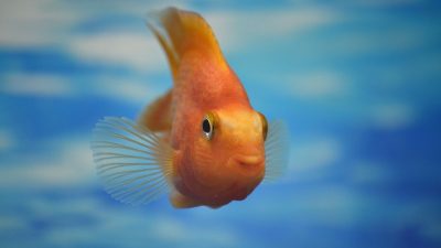 Fish in a Tree Read Aloud A Captivating Adventure