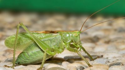 Top Bug Killer Company Near Me