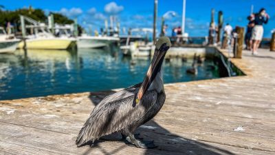 Robbies Fishing Islamorada Your Ultimate Guide