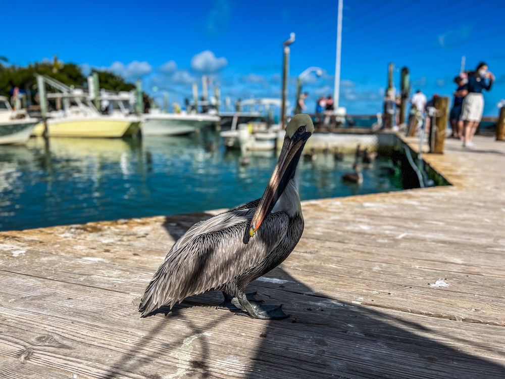 Robbie’s Islamorada