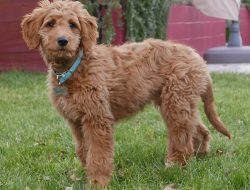 Golden Goose Secret Code Unlock Your Potential