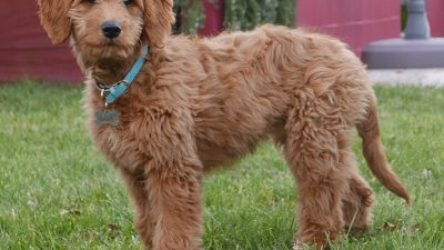 Goldendoodle - Wikipedia