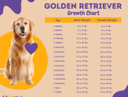 Golden Nugget Offer Code Unlock Exclusive Deals