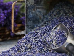 Where To Buy Culinary Lavender For Your Kitchen Adventures