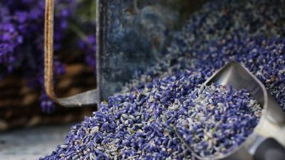 Culinary Lavender - Bulk - Lavender Connection