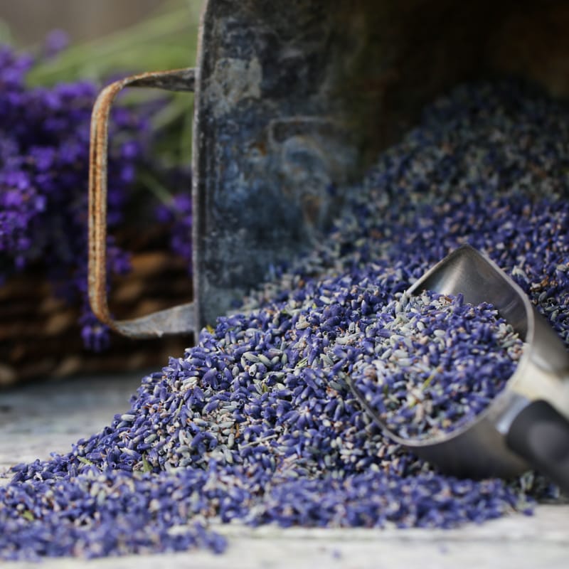 Culinary Lavender - Bulk - Lavender Connection