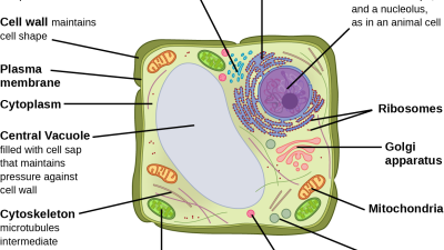 6.1 – Eukaryotic Cells – Biology 110 PSU Dubois