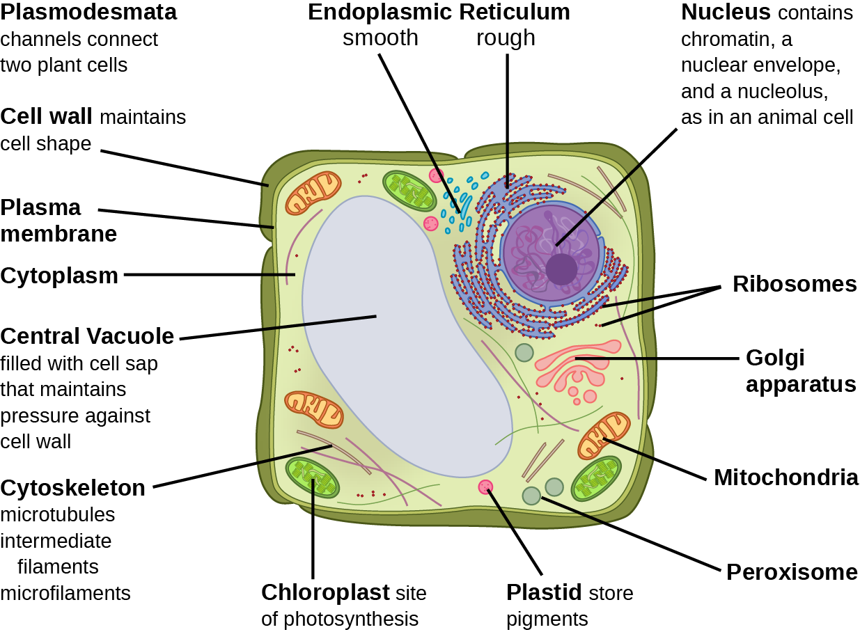 6.1 – Eukaryotic Cells – Biology 110 PSU Dubois 6.1 – Eukaryotic Cells – Biology 110 PSU Dubois