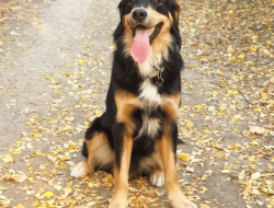 Golden Nugget Sports App Your Winning Edge