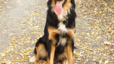 Golden Nugget Sports App Your Winning Edge