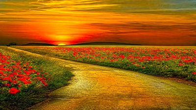 Shallow, focus photography, woman, lying, grass, girl, blue eyes ...