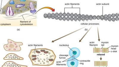 Unique Characteristics of Eukaryotic Cells | Microbiology