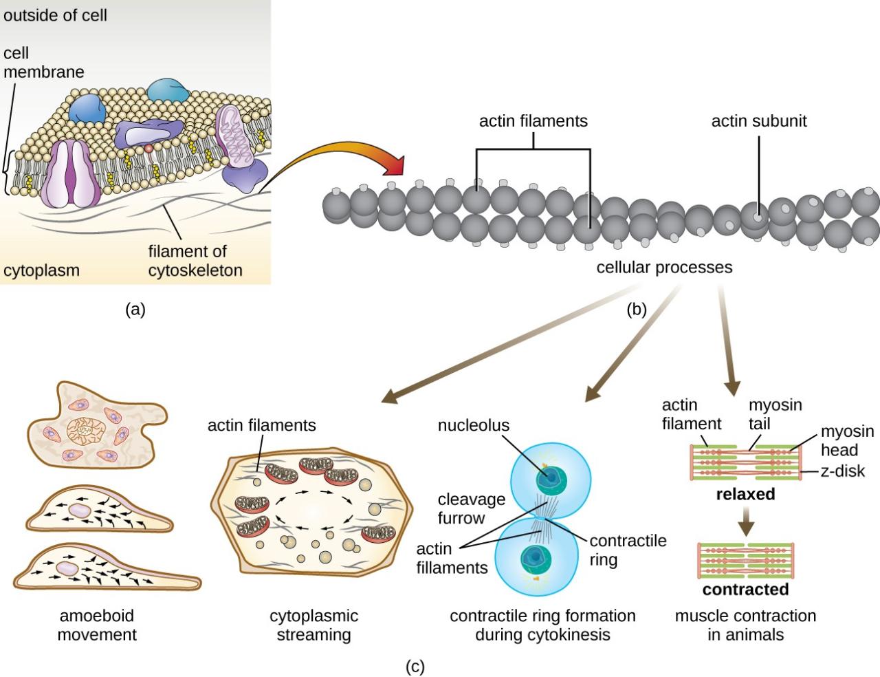 Unique Characteristics of Eukaryotic Cells | Microbiology Unique Characteristics of Eukaryotic Cells | Microbiology
