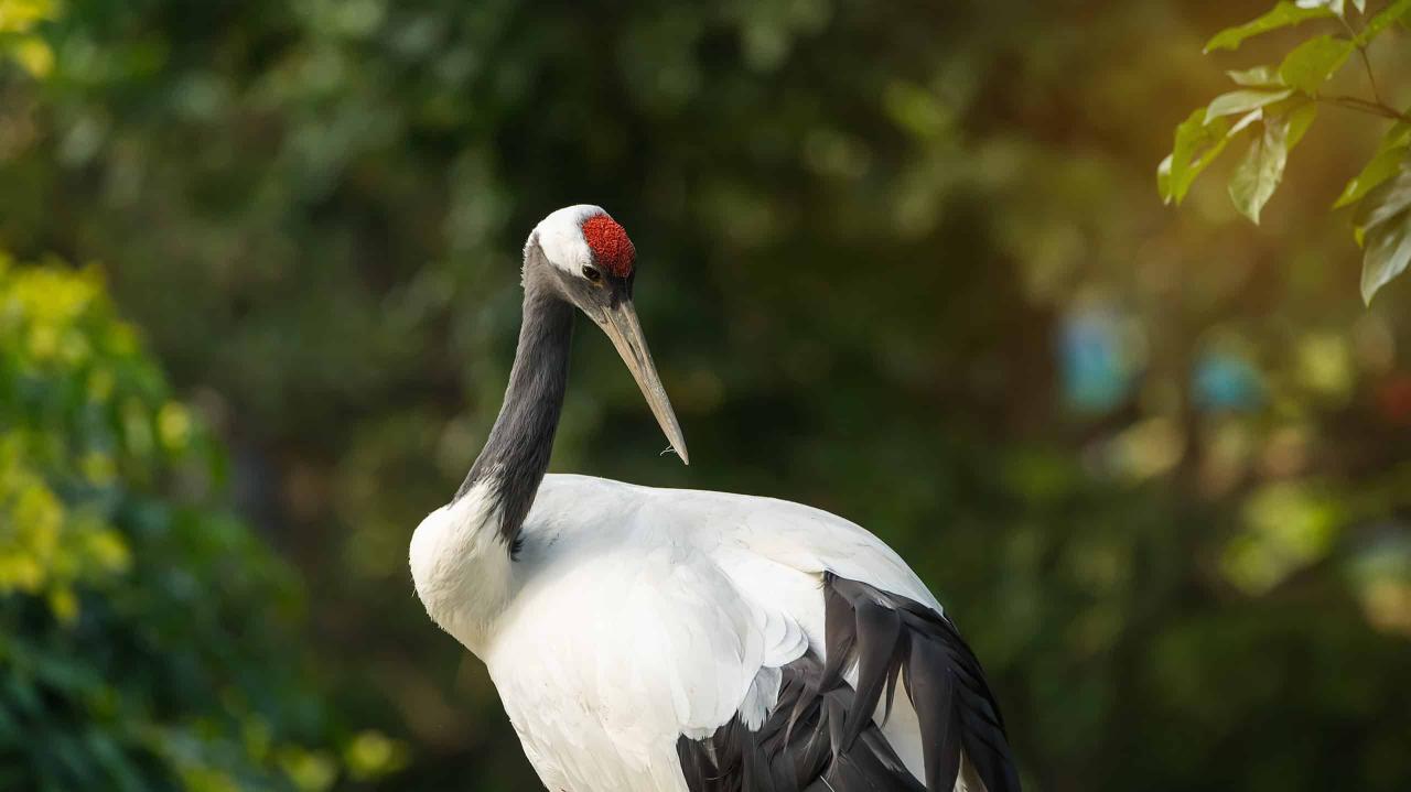 Wild Sarasota: Sandhill cranes stand out! - UF/IFAS Extension Sarasota ... Wild Sarasota: Sandhill cranes stand out! - UF/IFAS Extension Sarasota ...