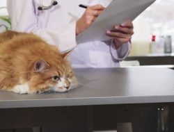 Vet Gold The Ultimate Solution for Pet Wellness