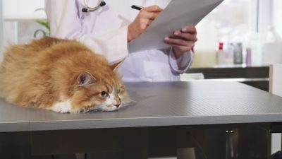 Service Dog Free Stock Photo - Public Domain Pictures