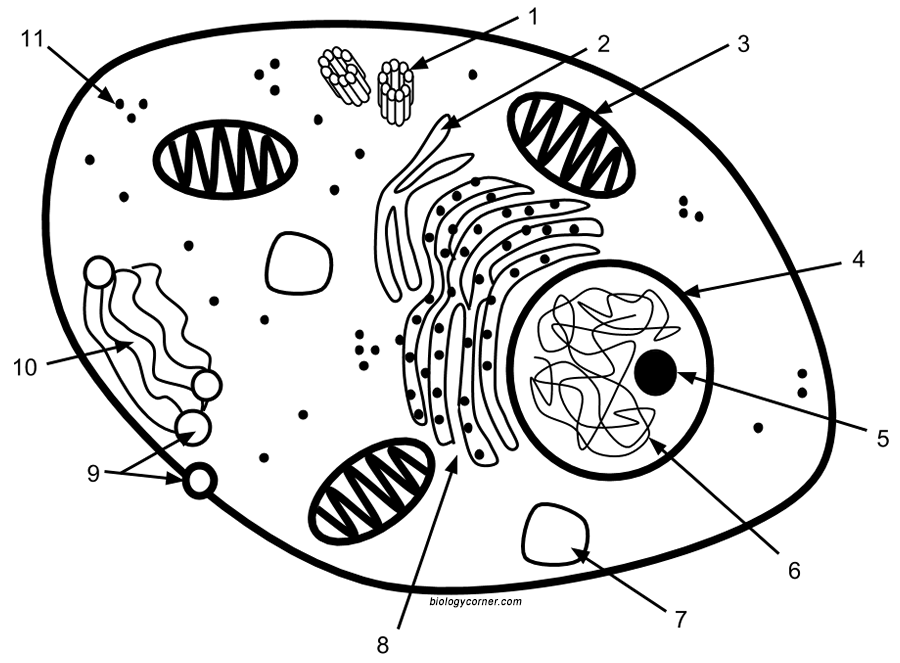Unique Characteristics of Eukaryotic Cells | Microbiology Unique Characteristics of Eukaryotic Cells | Microbiology