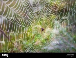 Web Developer Companies Near Me For Your Project Needs