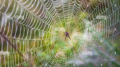 Web Developer Companies Near Me For Your Project Needs