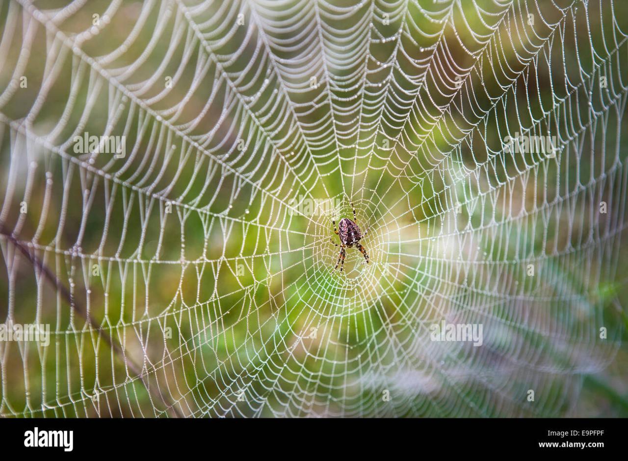 Desventajas De La Web 5 0 - vrogue.co