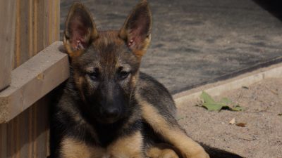 German Car Accessories Reviews Your Ultimate Guide