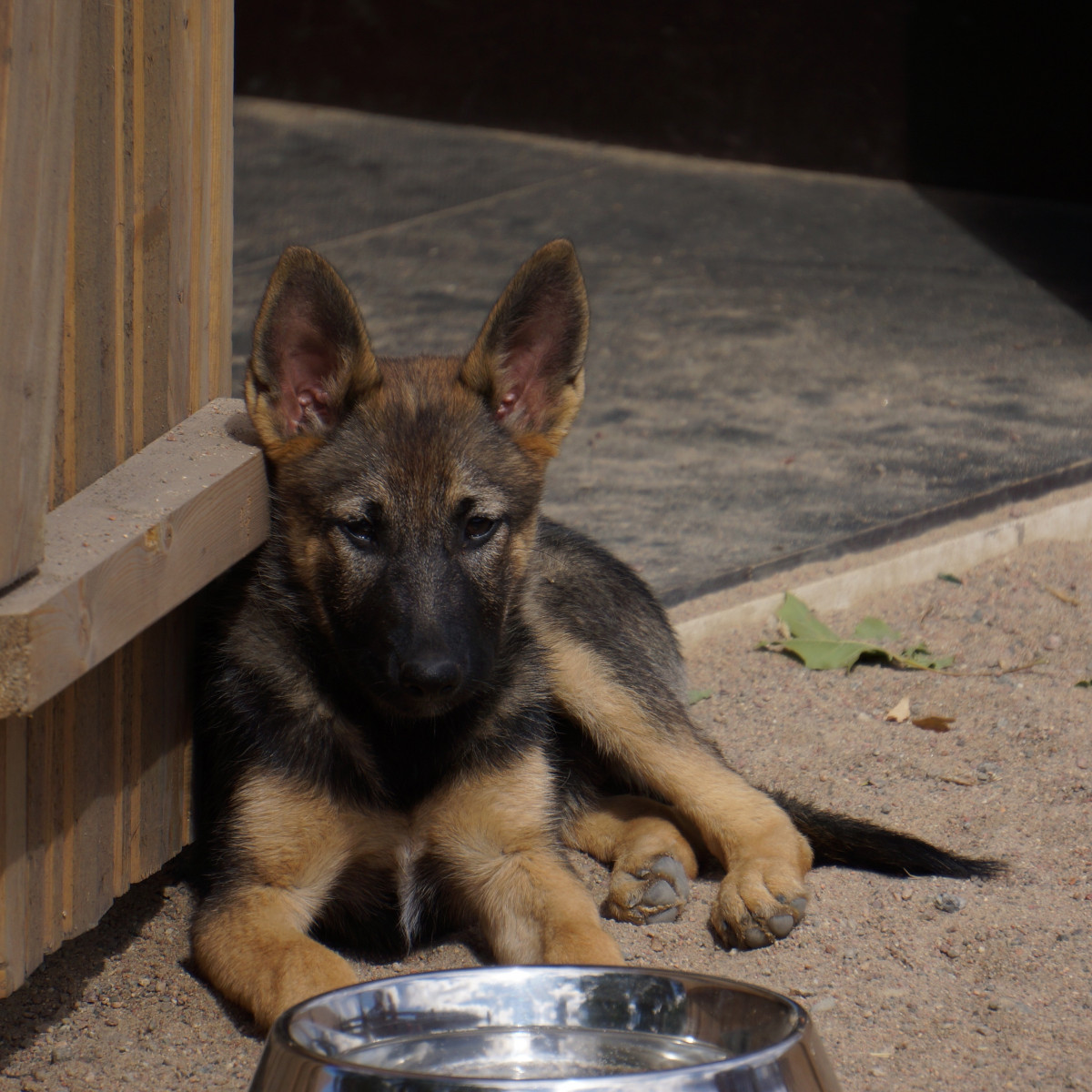 Free Images : puppy, german shepherd, vertebrate, shepherd dog, street ... Free Images : puppy, german shepherd, vertebrate, shepherd dog, street ...