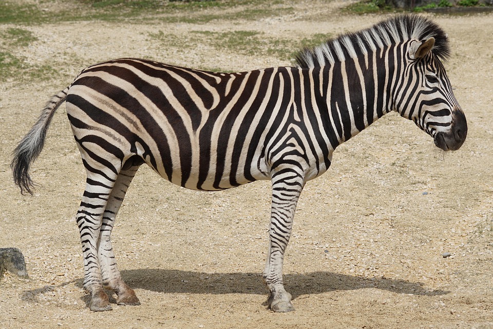 Zebra Free Stock Photo - Public Domain Pictures
