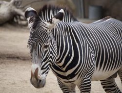 Zebra TC27 Accessories Enhance Your Workflow