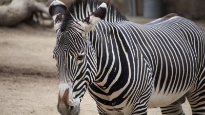 Zebra Portrait Free Stock Photo - Public Domain Pictures