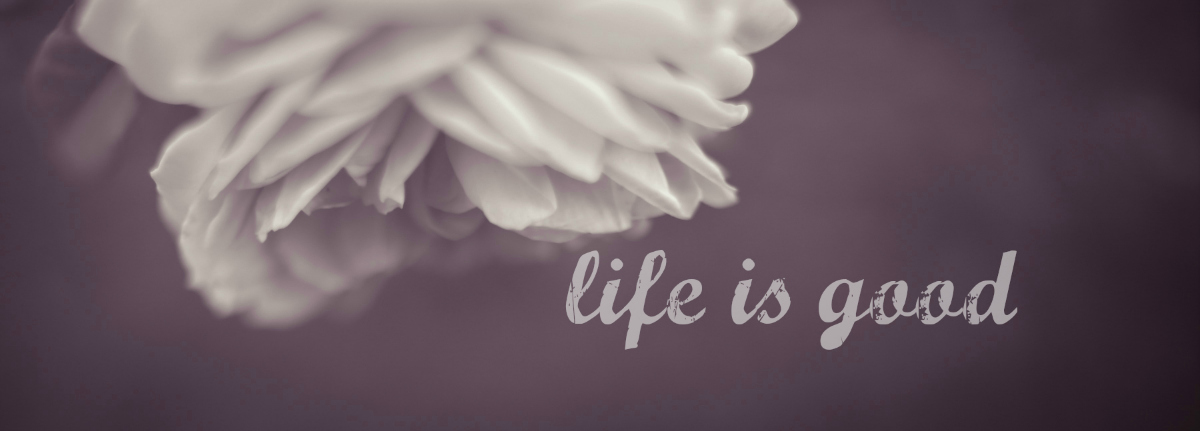 Free Stock Photo of Holly - Public Domain Photos