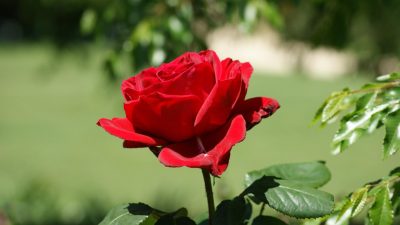 Jolene Rose Free Stock Photo - Public Domain Pictures