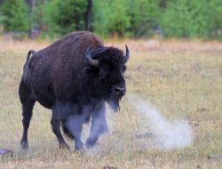 buffalo gold revolution slot machine Experience Excitement