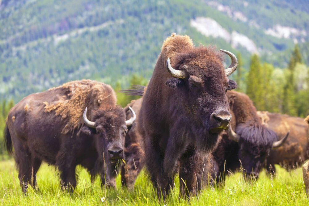 Buffalo Vs. Bison (6 Differences) - Wildlife Informer Buffalo Vs. Bison (6 Differences) - Wildlife Informer