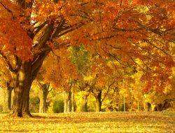 Beautiful flower delivery for every occasion