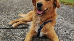 Bernese Mountain Dog Golden Retriever Mix - A Friendly Giant