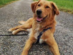 Golden War Game Unleashes Epic Adventures