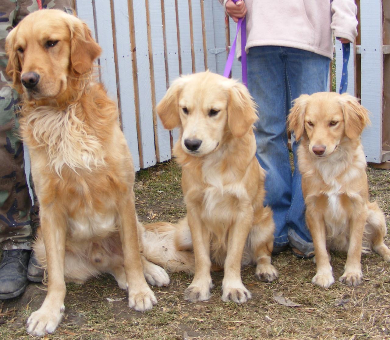 ABOUT Mini Goldens