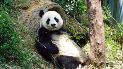 Panda Endangered Rare · Free photo on Pixabay