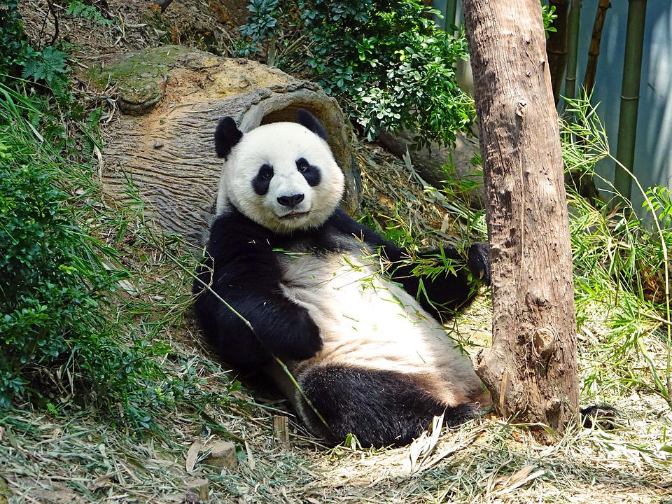 Panda Endangered Rare · Free photo on Pixabay Panda Endangered Rare · Free photo on Pixabay