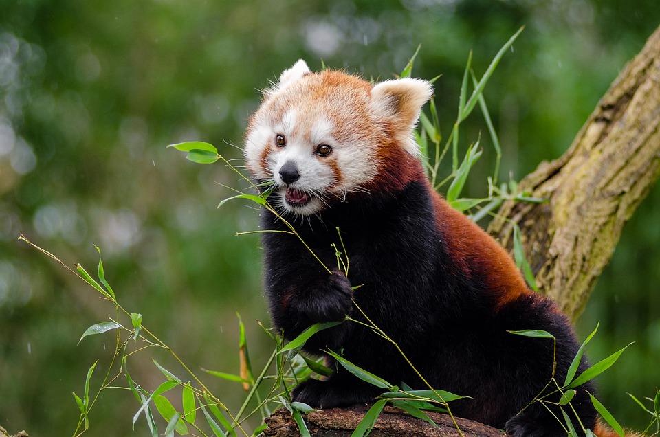 Red Panda Little Cute · Free photo on Pixabay Red Panda Little Cute · Free photo on Pixabay